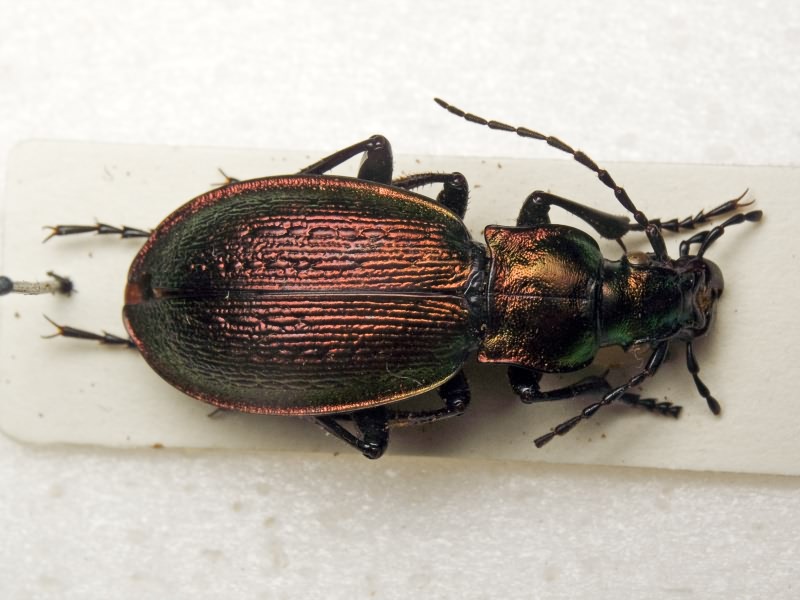 Carabus